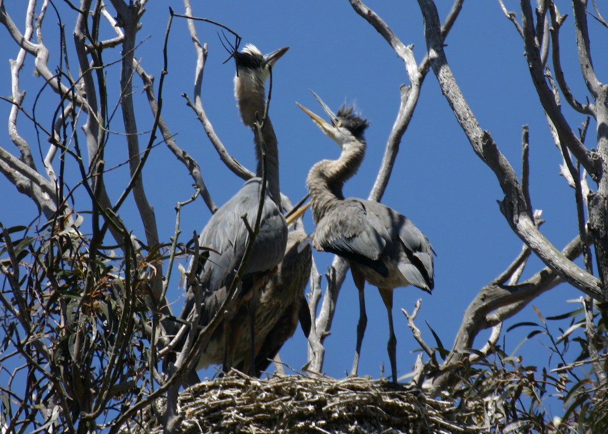 Great Blue Heron - ML624115881