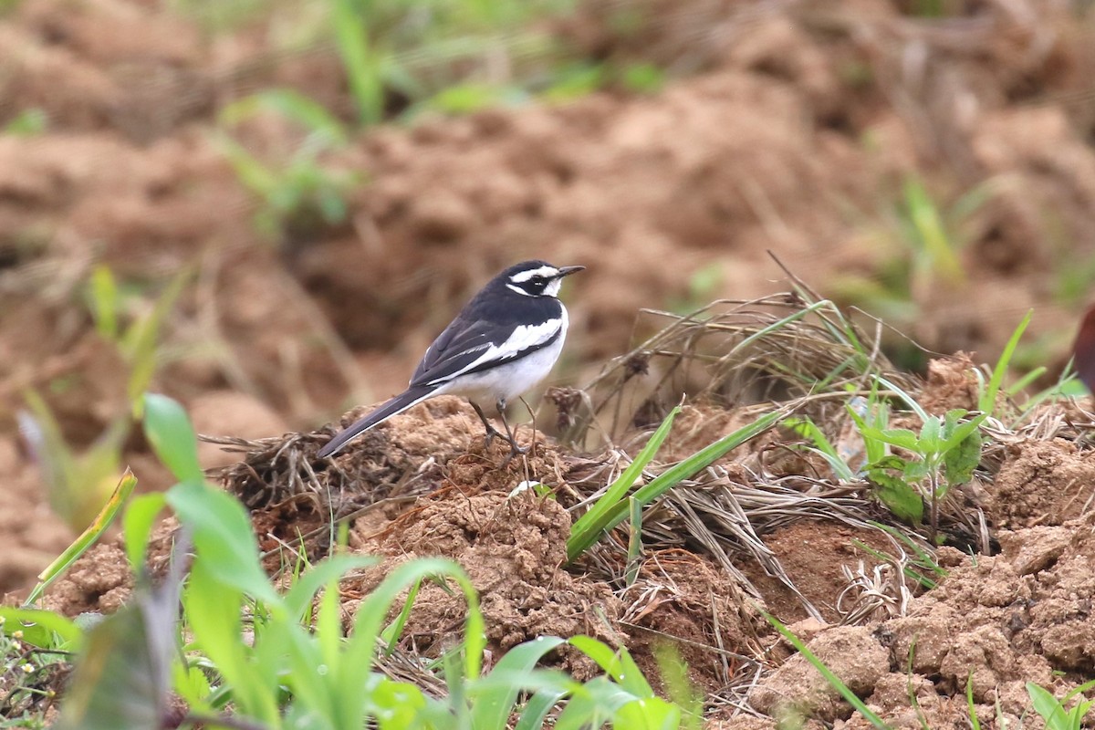 African Pied Wagtail - ML624115882