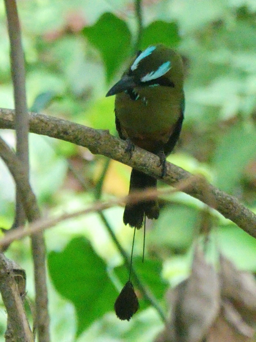 Turquoise-browed Motmot - ML624115883