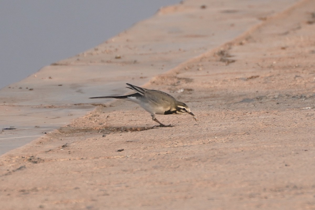 White Wagtail (Moroccan) - ML624115890