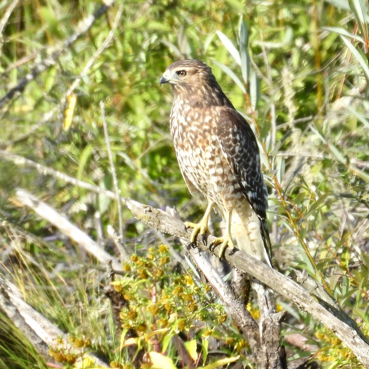 Red-shouldered Hawk - ML624115893