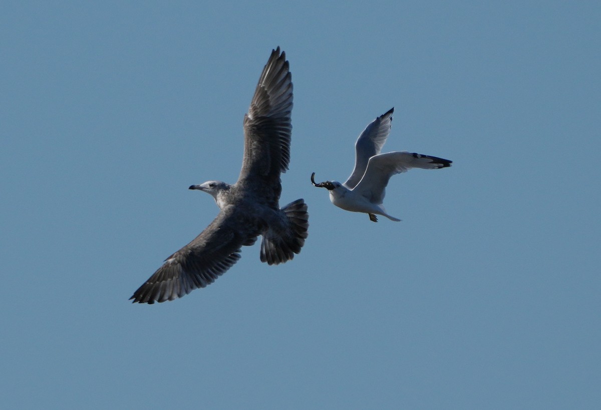 Herring Gull - Jean-Nicholas Haché