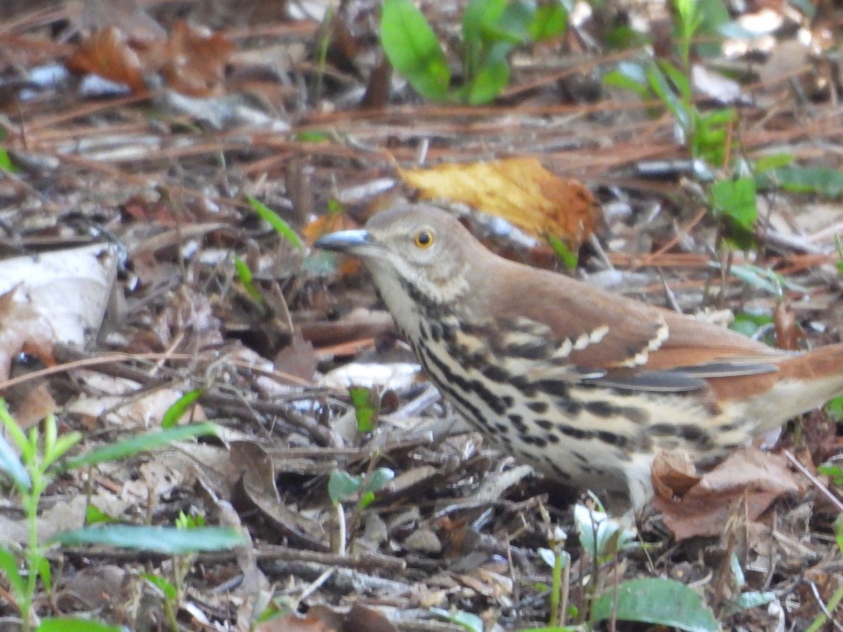 Brown Thrasher - ML624115896