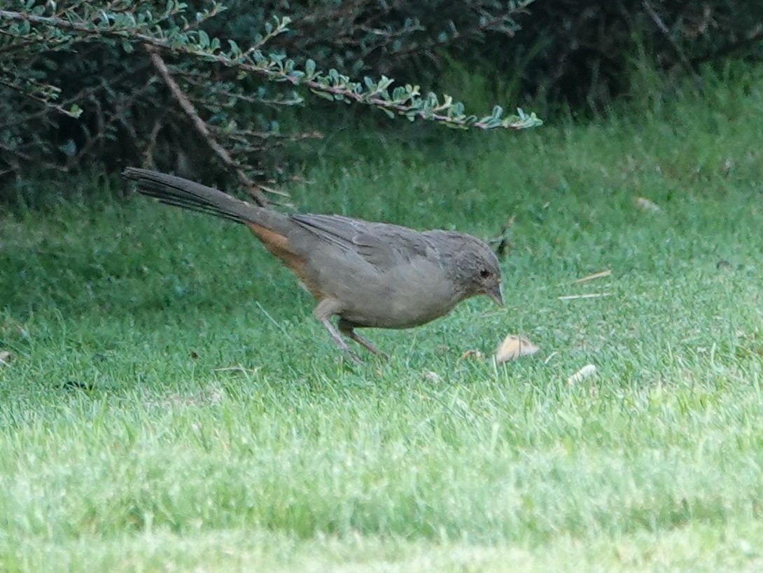 California Towhee - ML624115897