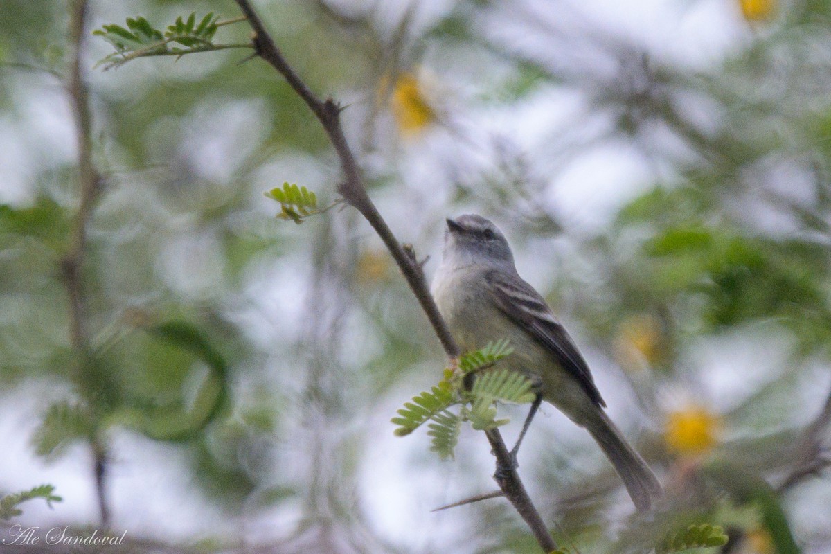 Straneck's Tyrannulet - ML624115902