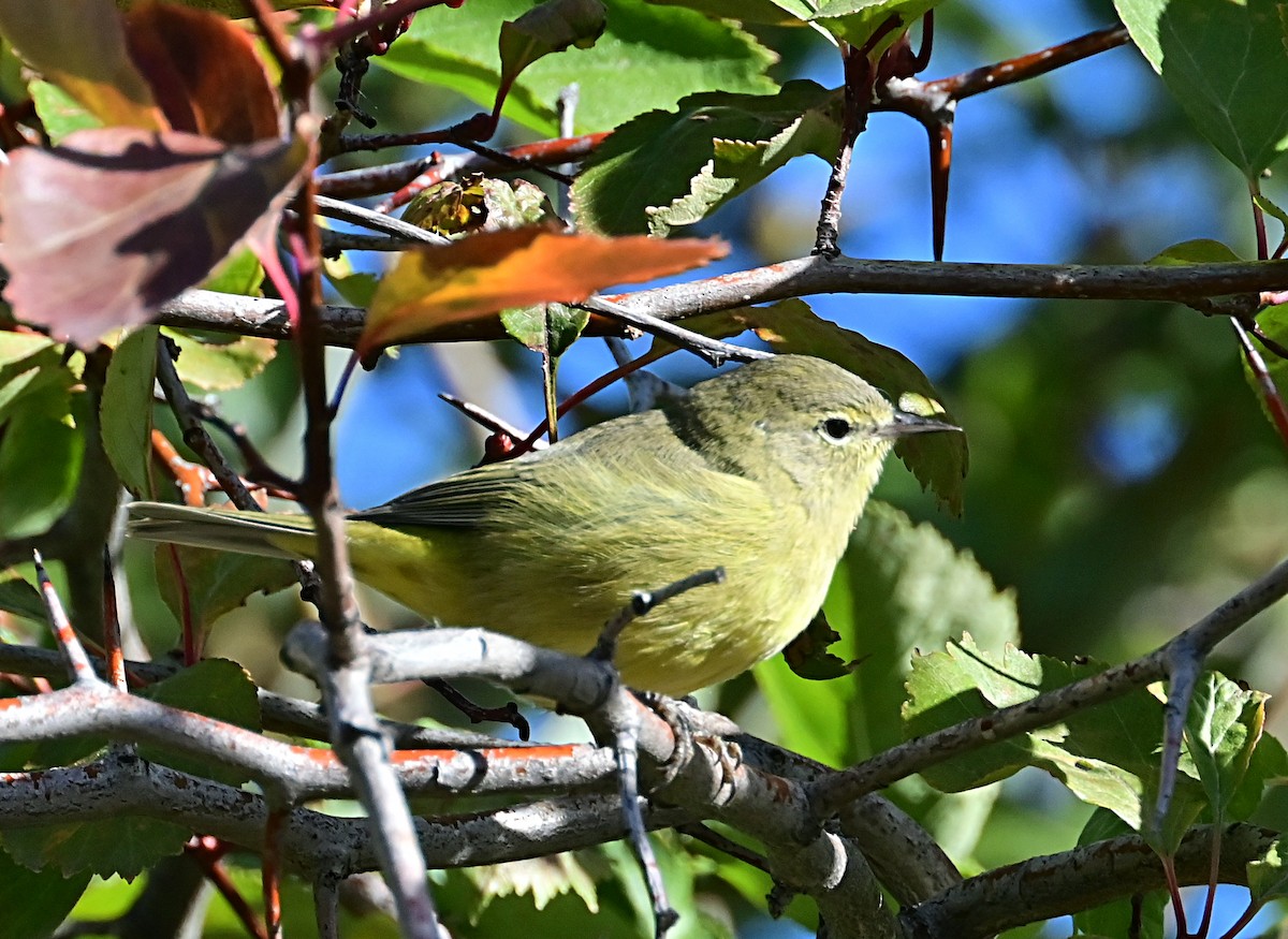 Orange-crowned Warbler - ML624115903