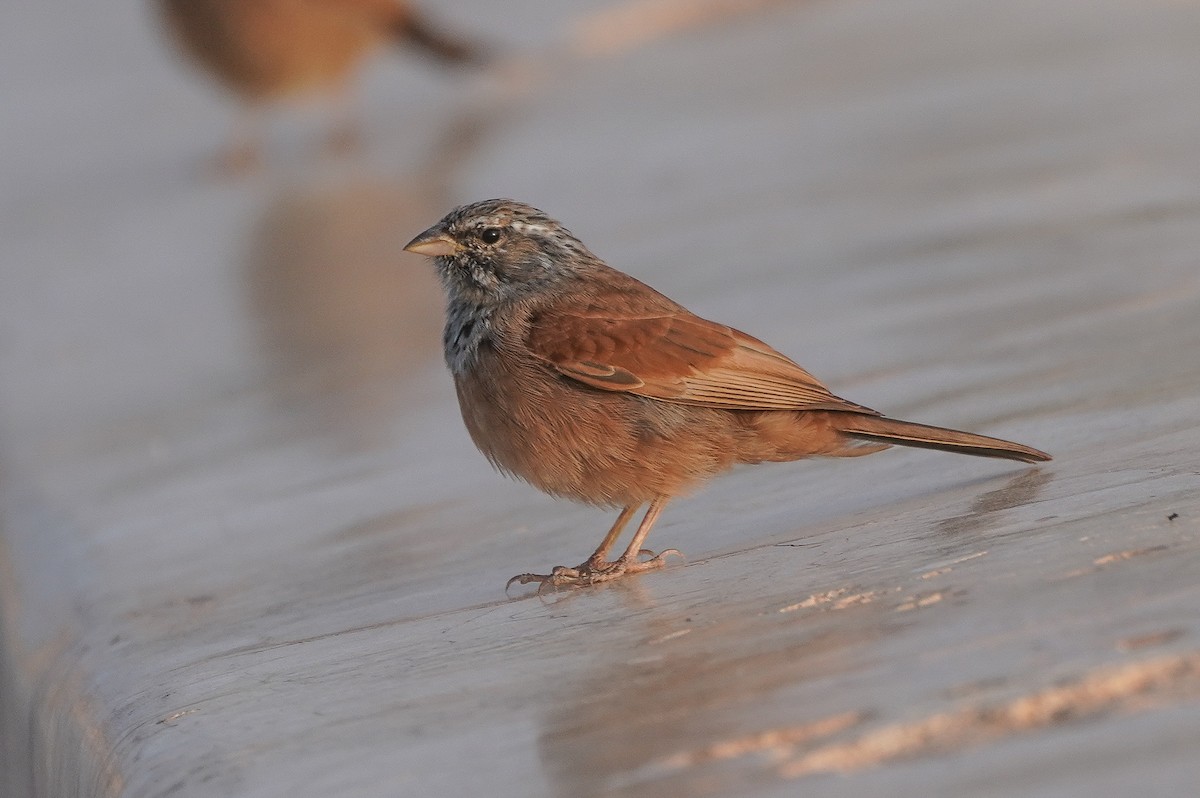 House Bunting - William Legge