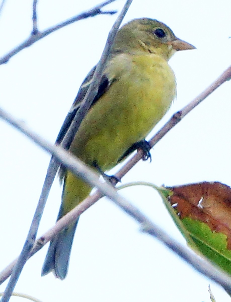 Western Tanager - Carolyn Ohl, cc