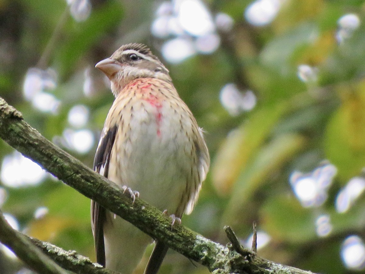 Rose-breasted Grosbeak - ML624115953