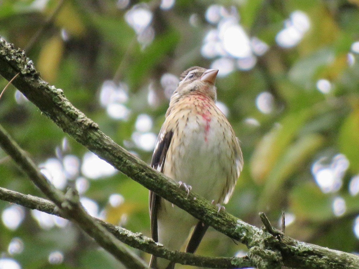 Rose-breasted Grosbeak - ML624115954