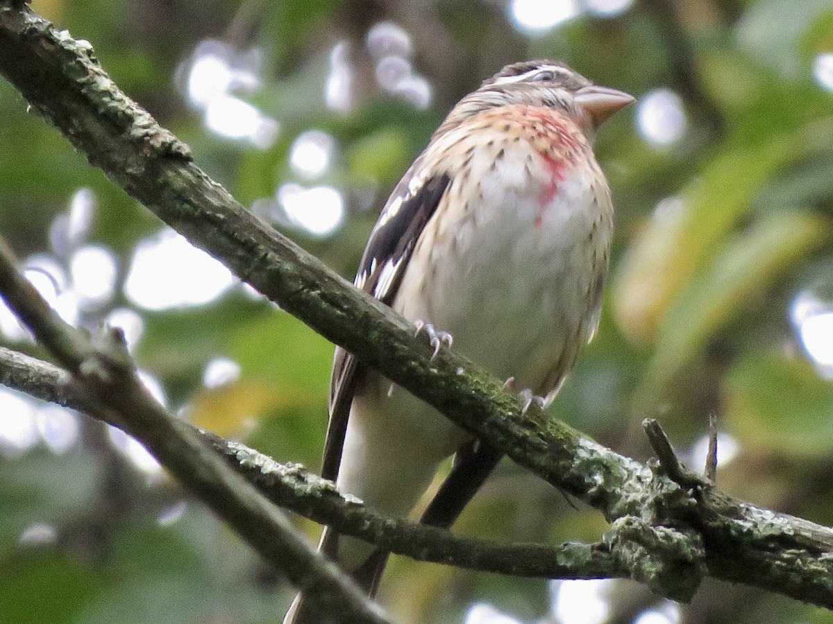 Rose-breasted Grosbeak - ML624115956