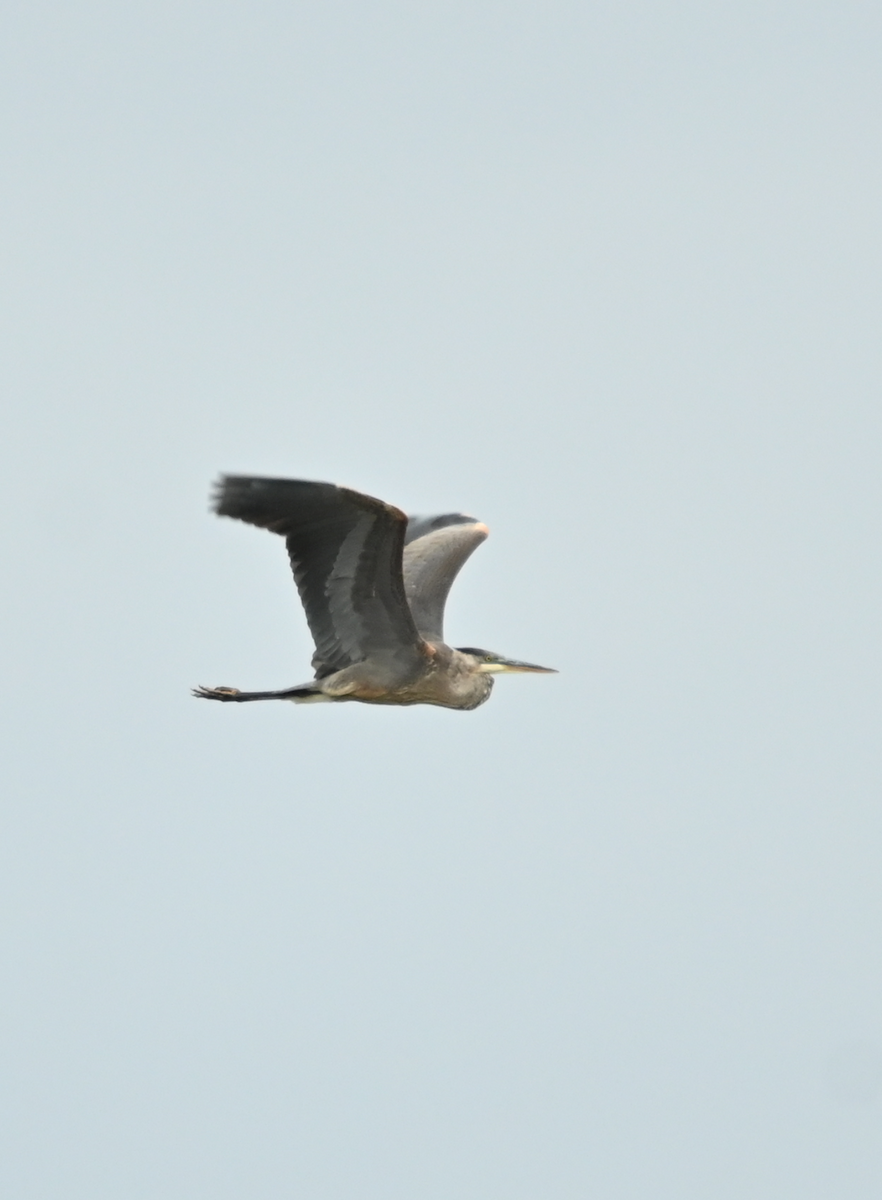 Great Blue Heron - ML624115957