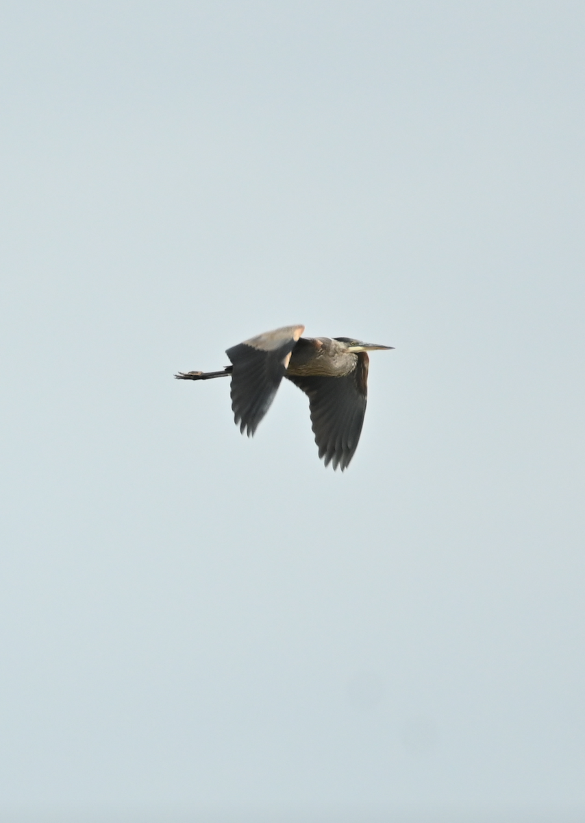 Great Blue Heron - Sylvie Rioux