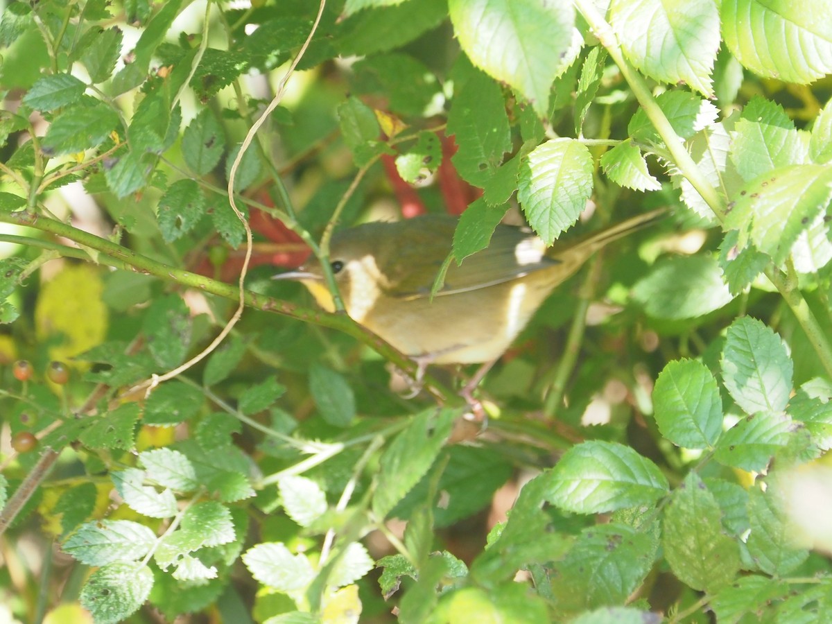 Common Yellowthroat - ML624115962