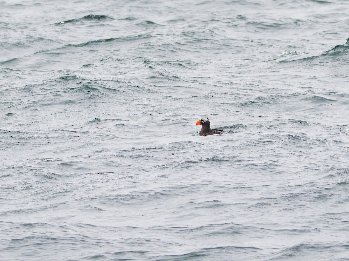 Tufted Puffin - ML624115963