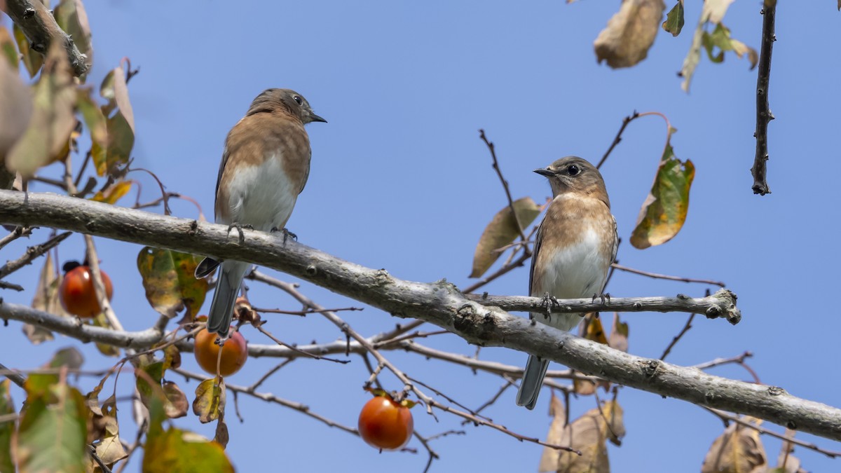 Eastern Bluebird - ML624115968