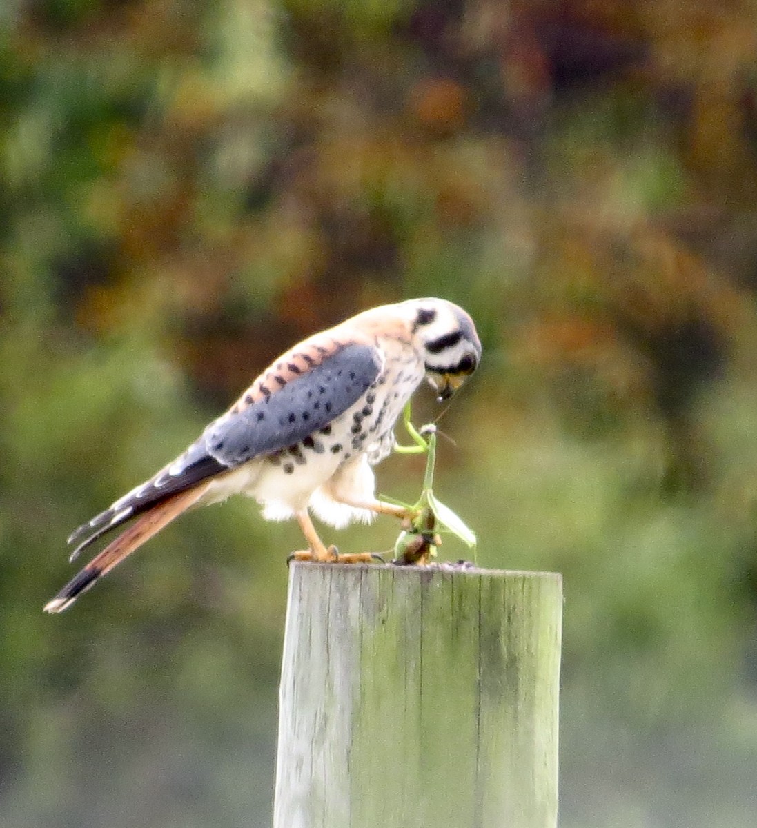 American Kestrel - ML624115969