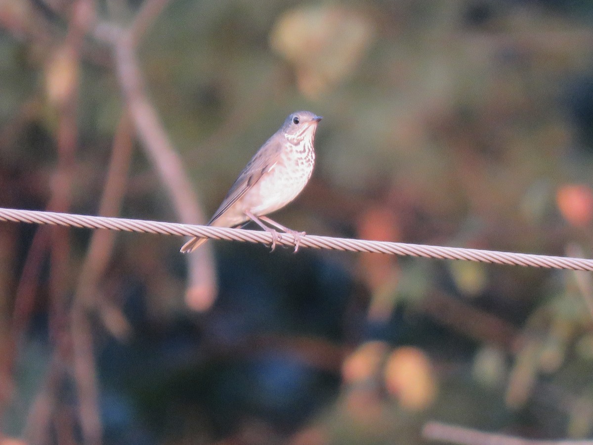 Gray-cheeked Thrush - ML624115970