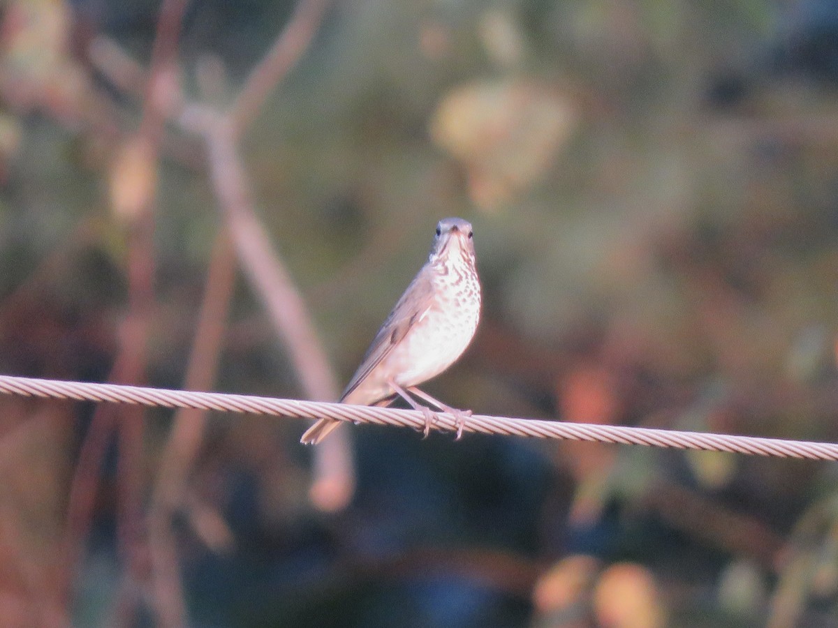 Gray-cheeked Thrush - ML624115971