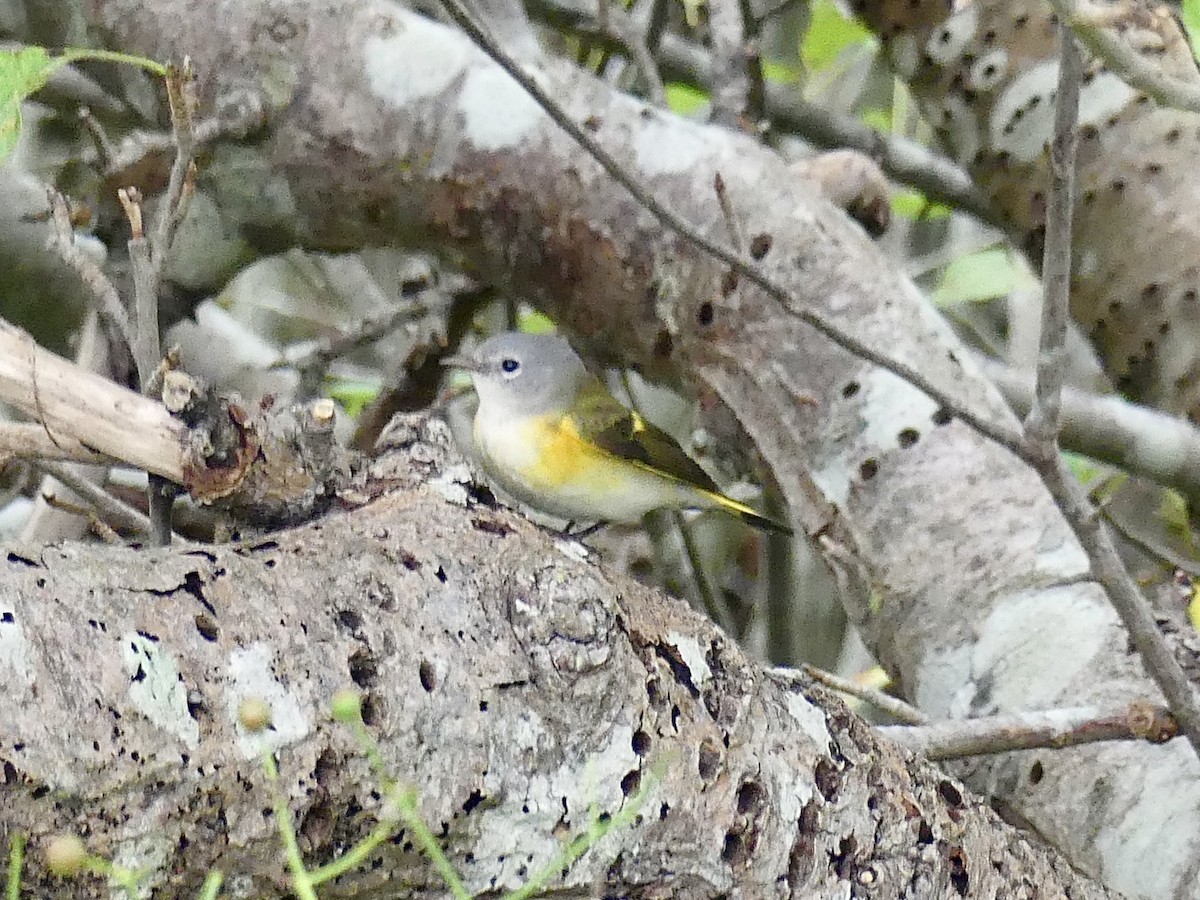 American Redstart - ML624115972