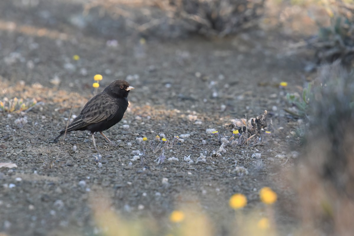 Black-eared Sparrow-Lark - ML624115973