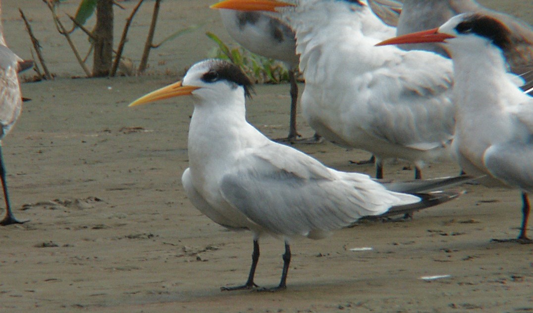 Elegant Tern - ML624115980