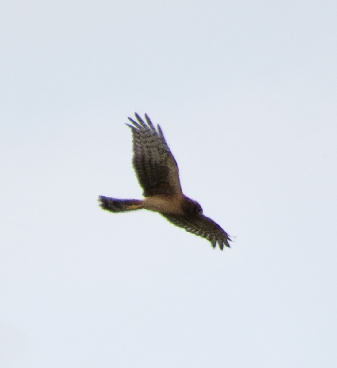 Northern Harrier - ML624115981