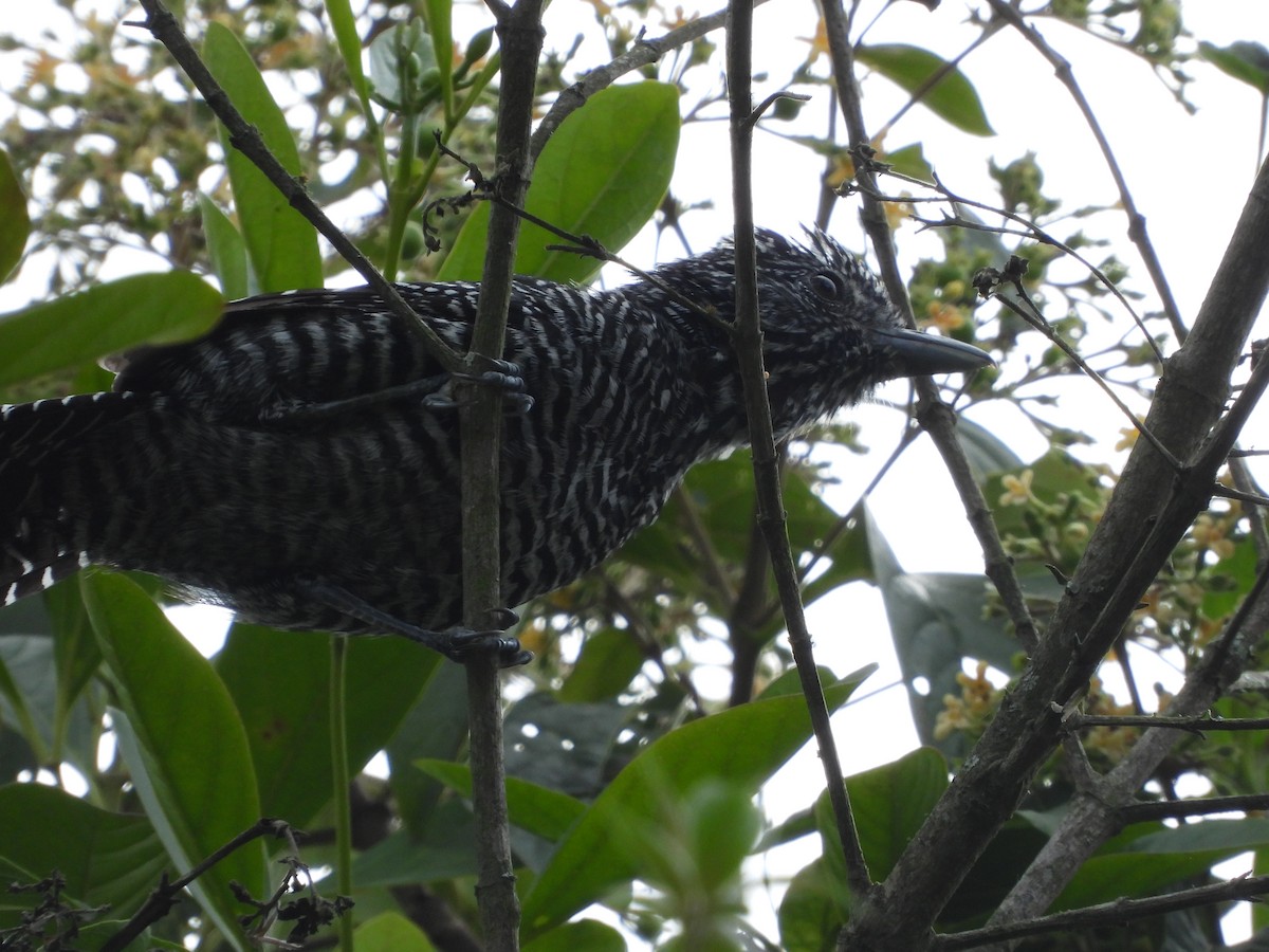 Bar-crested Antshrike - ML624115982