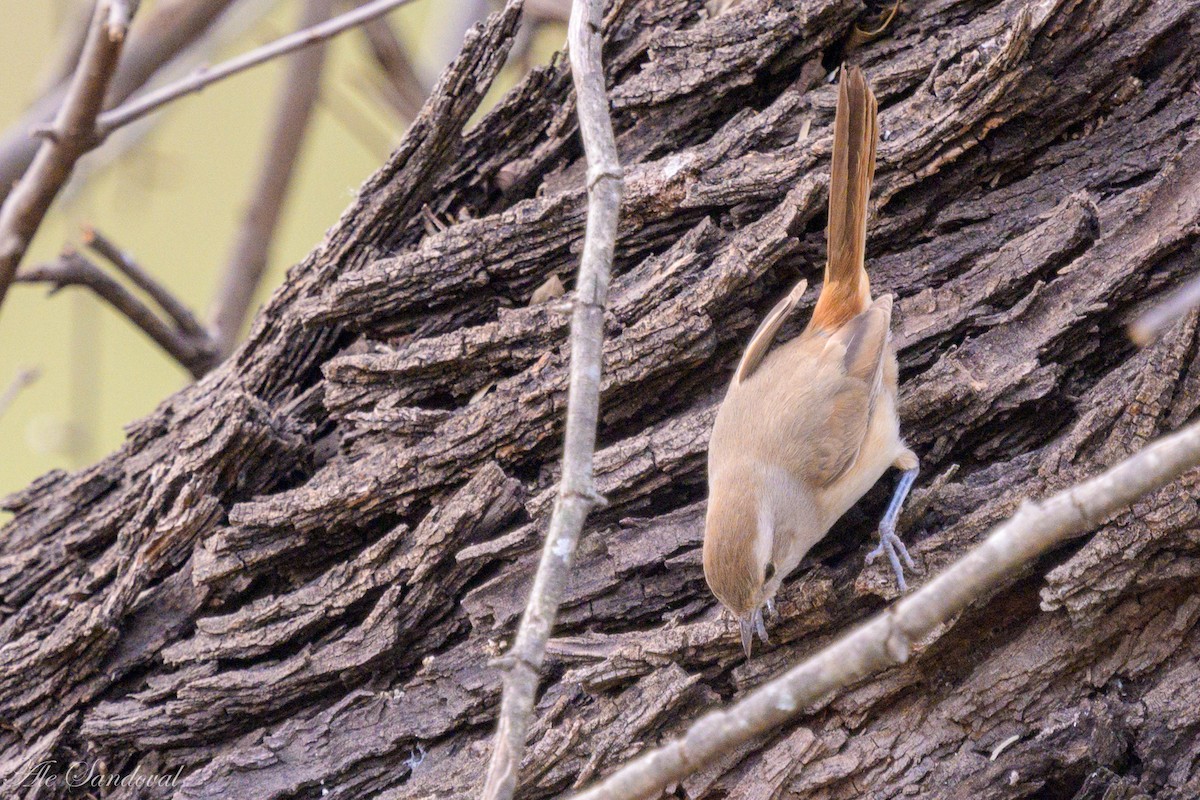 Short-billed Canastero - ML624115984