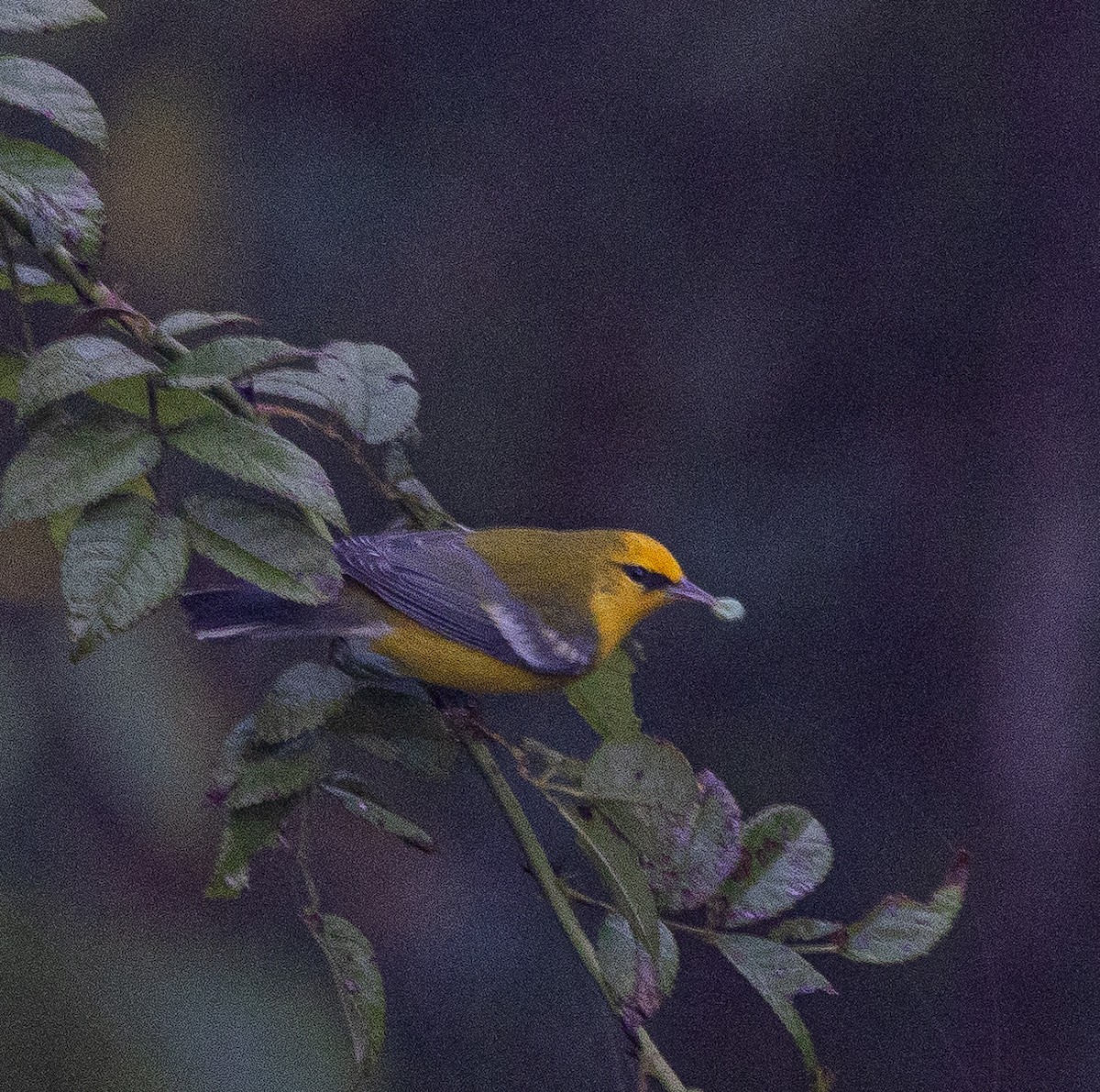 Blue-winged Warbler - mark thomas