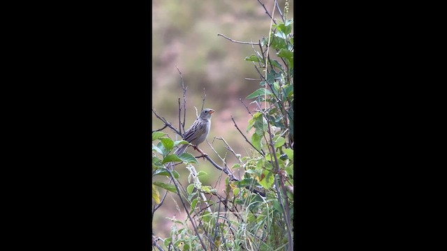 Wedge-tailed Grass-Finch - ML624115987