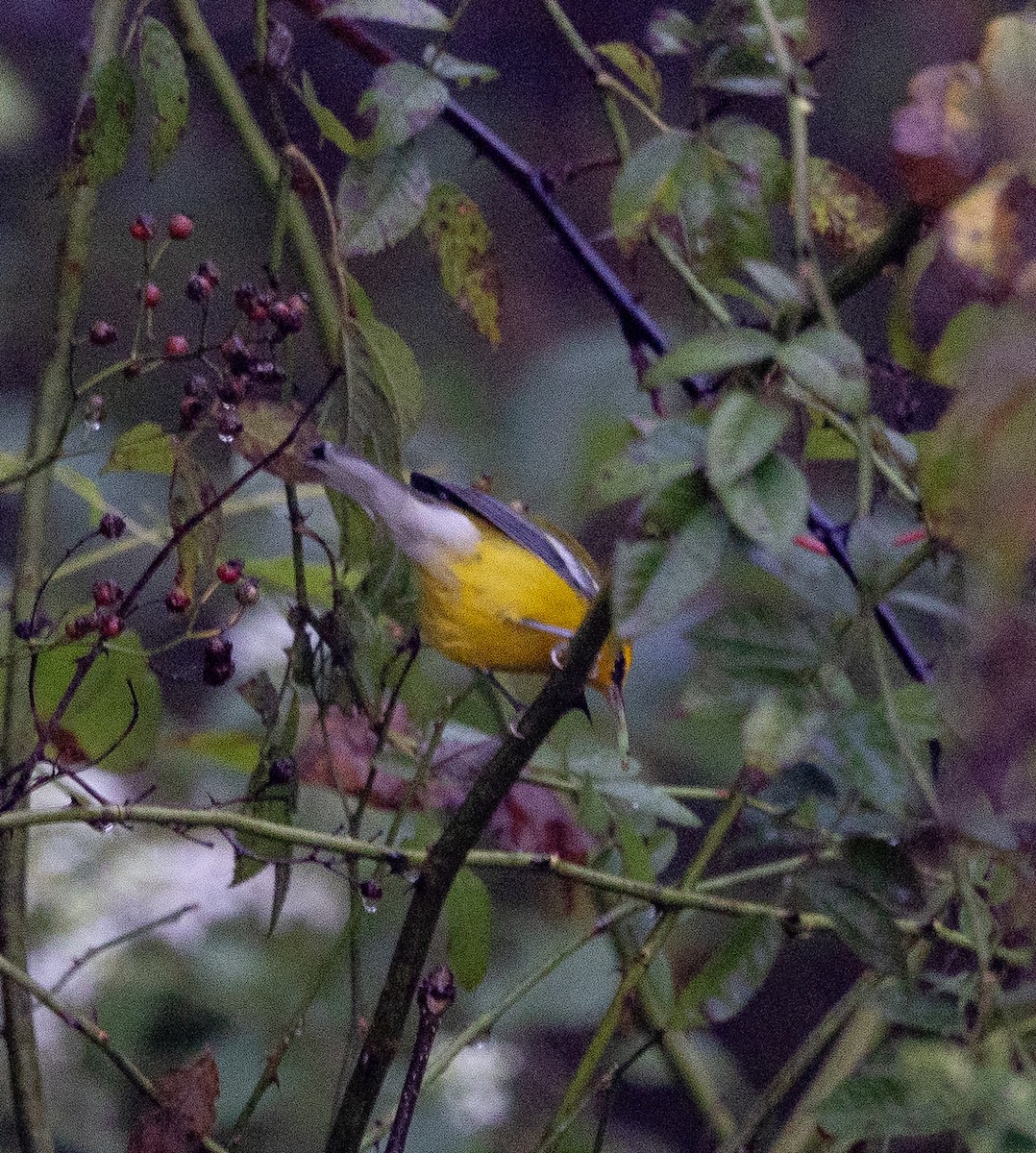 Blue-winged Warbler - ML624115988