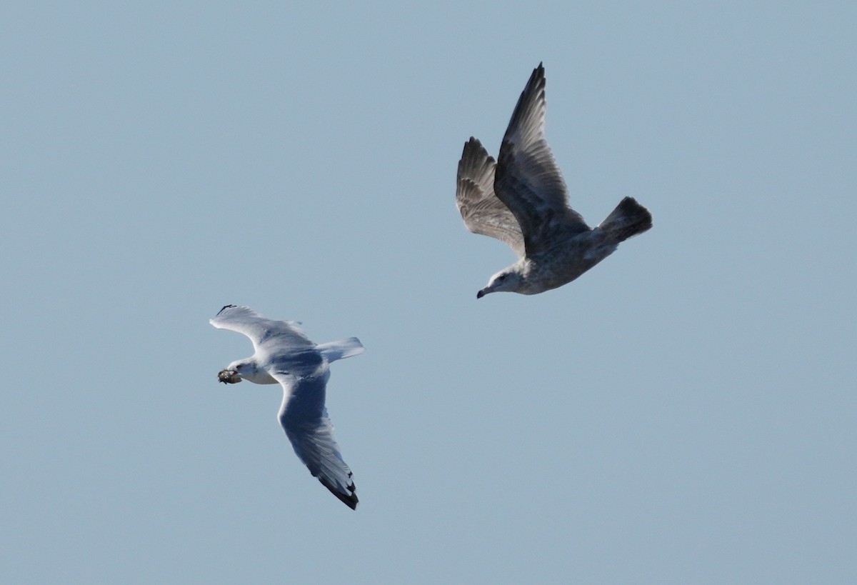 Herring Gull - ML624115990