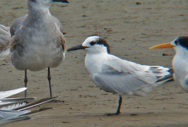 Sandwich Tern - Ted Sears