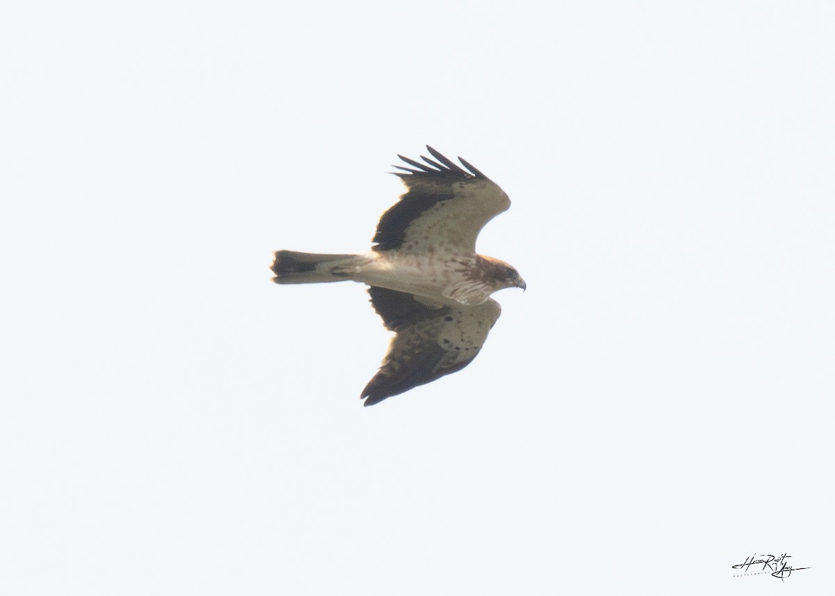 Booted Eagle - ML624115992