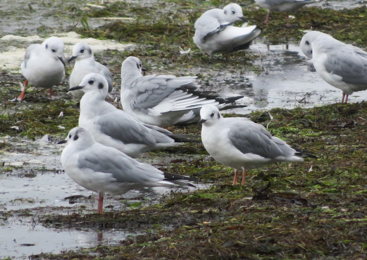 Bonaparte's Gull - ML624115994