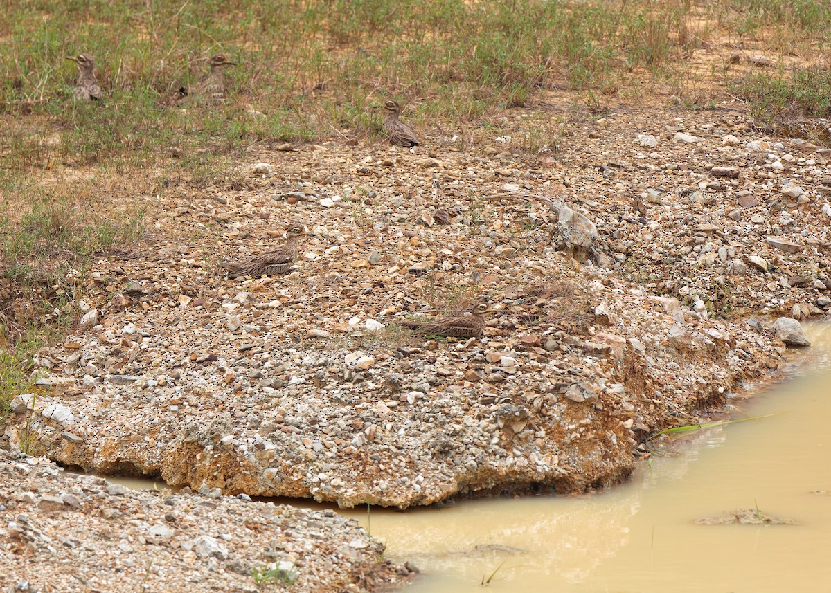 Indian Thick-knee - ML624116000