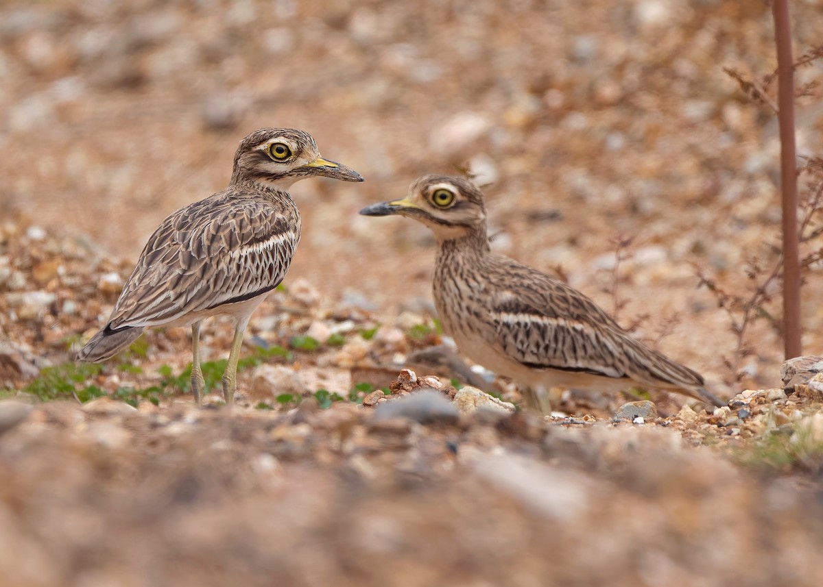 Indian Thick-knee - ML624116001