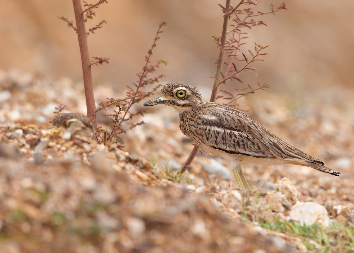 Indian Thick-knee - Ayuwat Jearwattanakanok