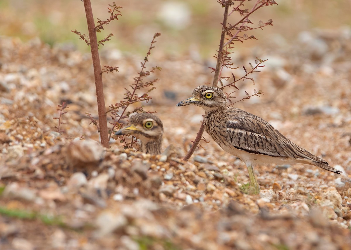 Indian Thick-knee - ML624116003