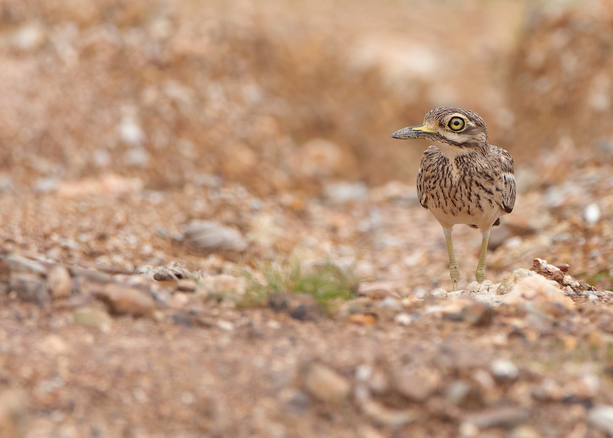 Indian Thick-knee - ML624116004