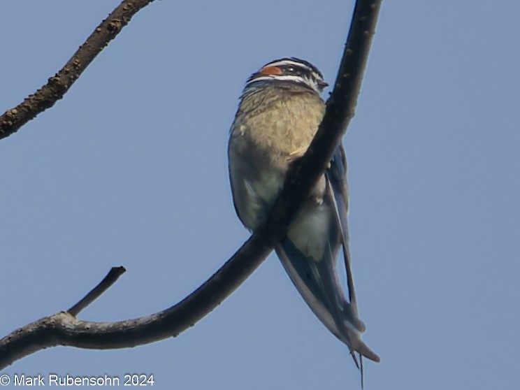 Whiskered Treeswift - ML624116005