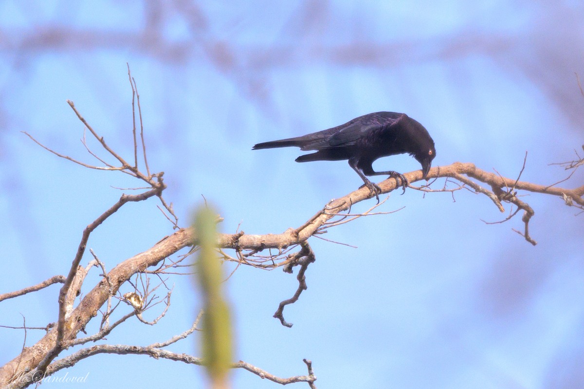 Giant Cowbird - Alejandro Sandoval