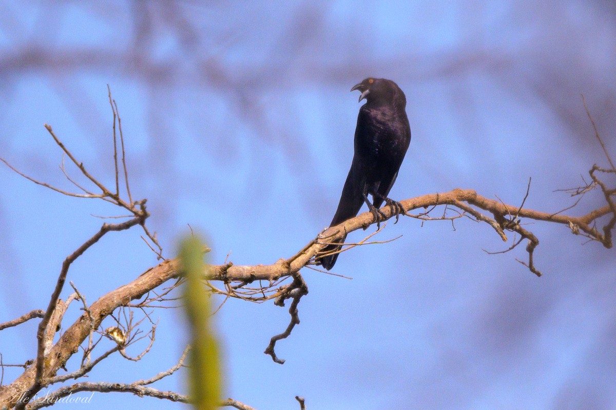 Giant Cowbird - ML624116007