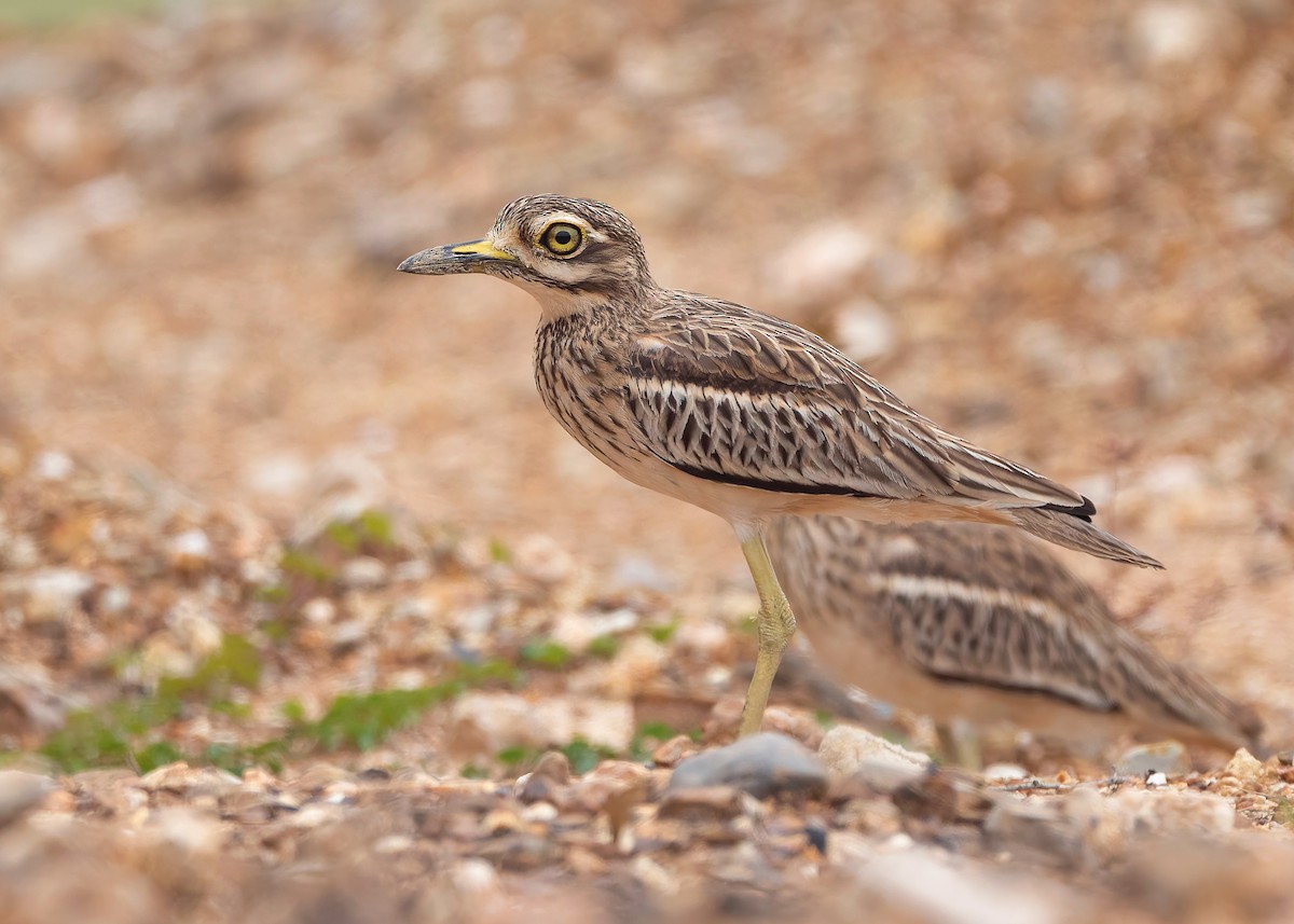 Indian Thick-knee - ML624116008