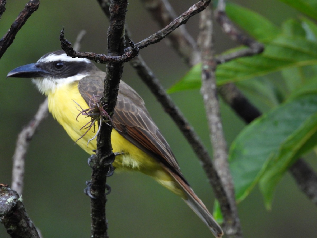 Boat-billed Flycatcher - Mauricio Duran Leon