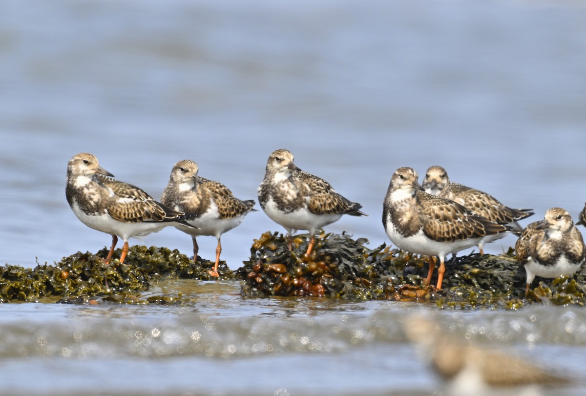 Ruddy Turnstone - ML624116011