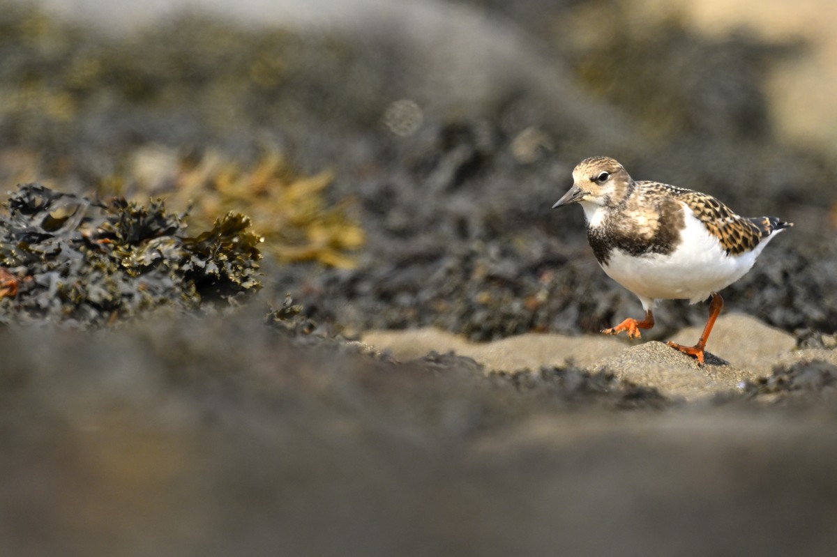 Ruddy Turnstone - ML624116012