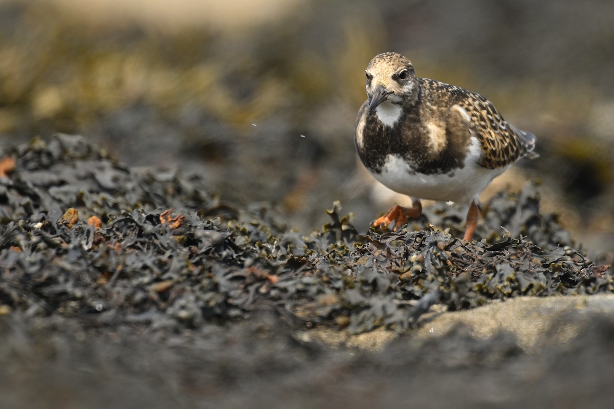 Ruddy Turnstone - ML624116013