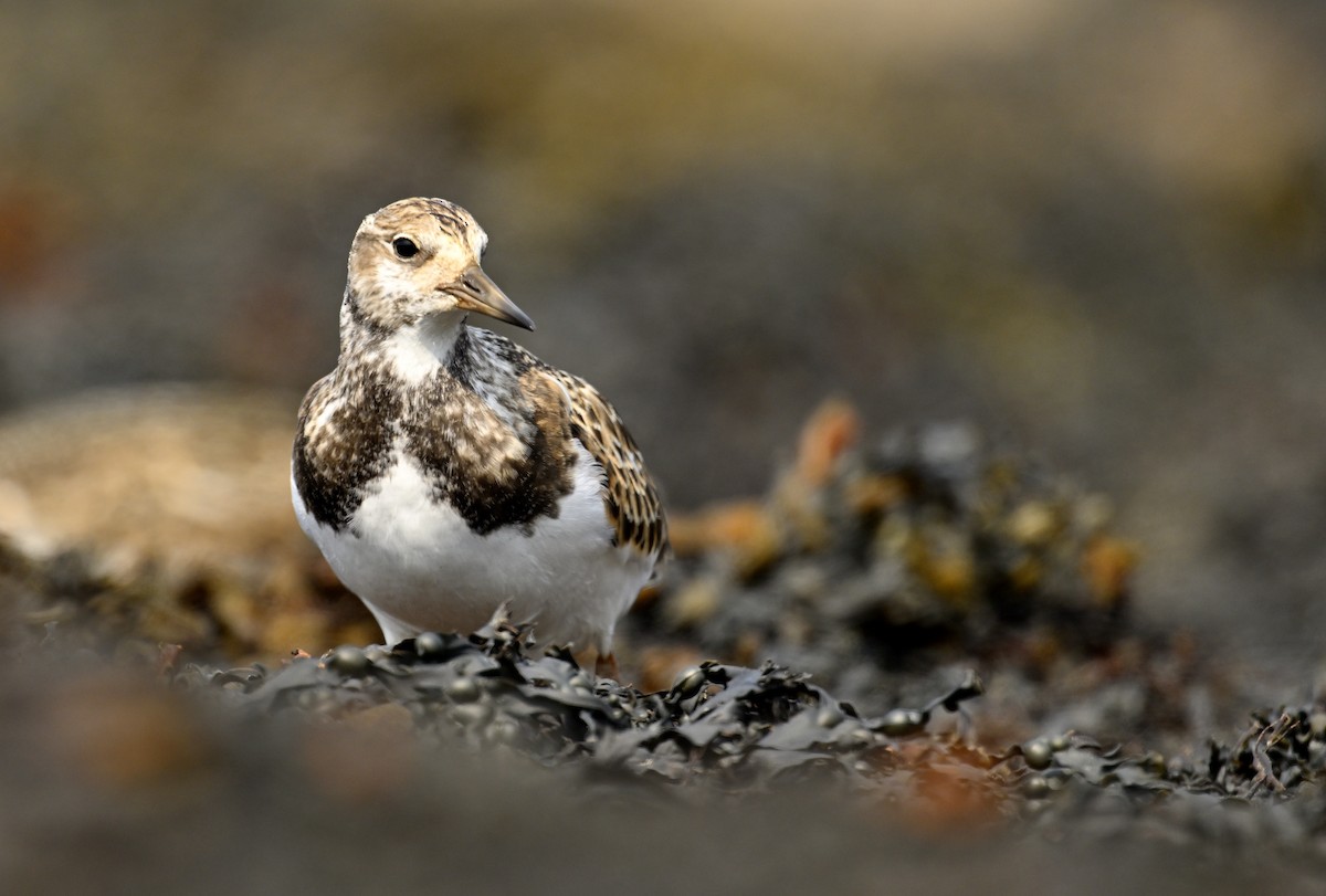 Ruddy Turnstone - ML624116014